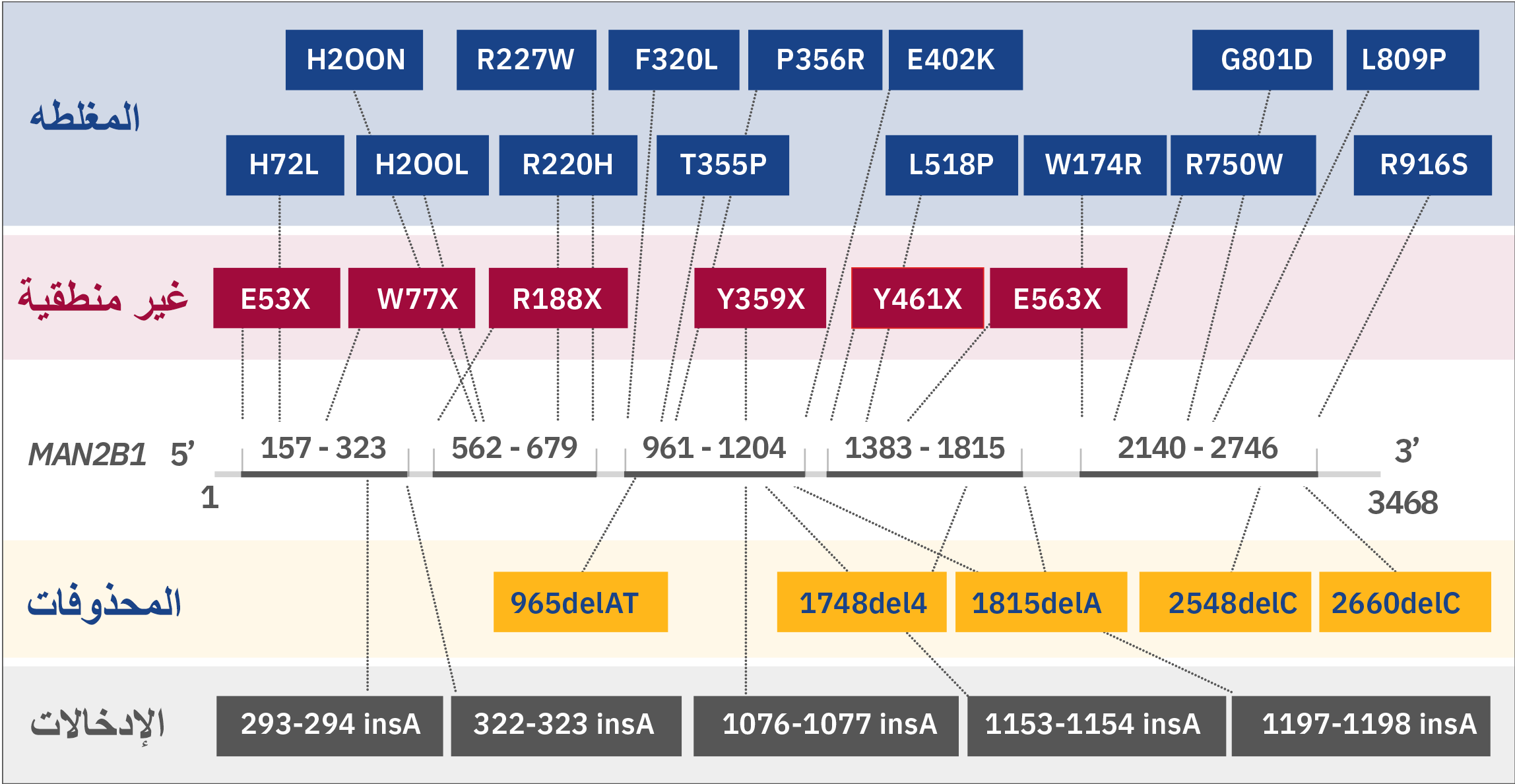 mutations-in-man2b1 mutations-in-man2b1