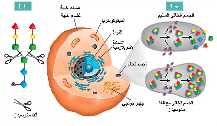 mechanism mechanism